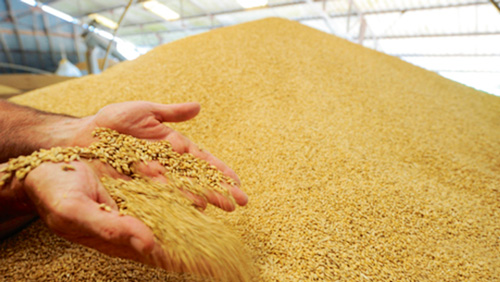Экспорт российской пшеницы может достичь 35,2 млн тонн