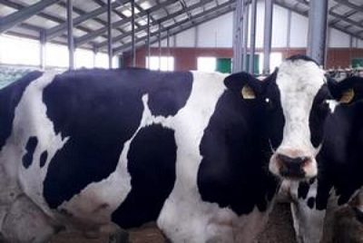 В Тюменской области коровы дают более 50 кг молока в сутки