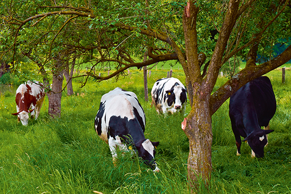 Контроль обмена веществ в организме коров: вынужденная мера или необходимость?