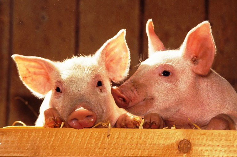 В России предупреждают эпидемию африканской чумы свиней