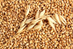 На рынке зерновых – относительная стабильность