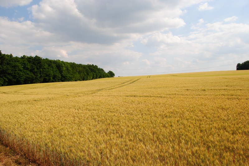 По данным Минсельхоза России урожай зерновых в 2019 году ожидается в объеме 118 мл тонн