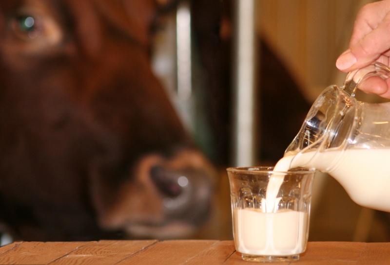 В России стали производить больше молока