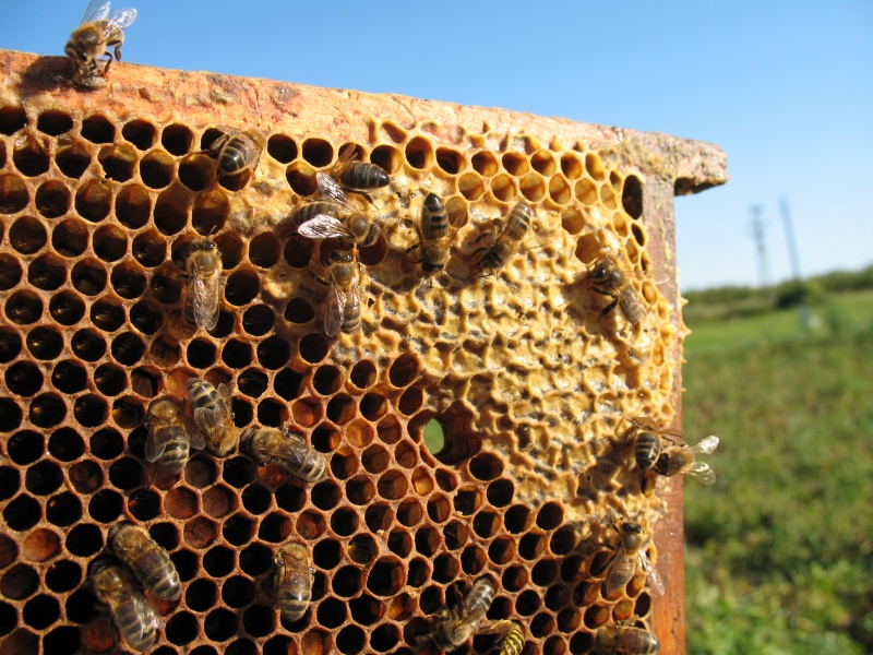 В Ульяновской области выплатят компенсацию за погибших пчел
