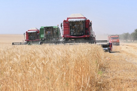 На юге Казахстана полным ходом идет уборка зерна