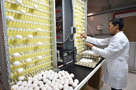 В Туркестанской области  хозяйство производит свыше 16 млн яиц в год