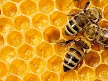 В России создадут единый реестр пчеловодов