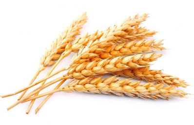 Международный совет по зерну увеличил прогноз российского экспорта и импорта пшеницы