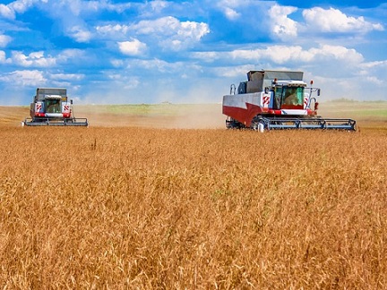 В Татарстане зерновые культуры убраны с 26% площадей