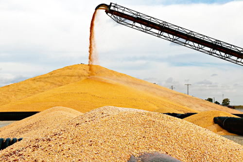 Прогноз экспортного потенциала зерновых РФ аналитиками МСЗ оценивается в объеме 44,3 млн тонн