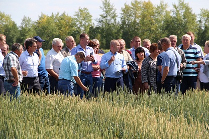 В Челябинской области выводят новый сорт твёрдой пшеницы