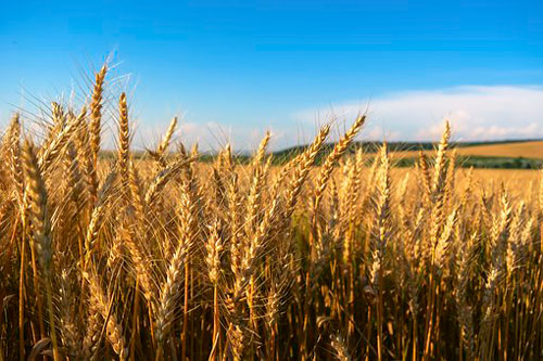 В Костанайской области сокращается производство зерновых культур