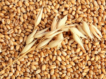 Динамика зерновых  цен сохраняет разнонаправленность