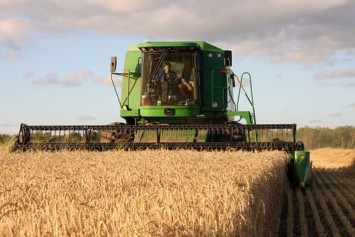 Томские аграрии убрали 61,5% урожая зерновых и зернобобовых