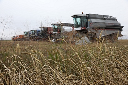 Красноярские аграрии намолотили первый миллион тонн зерна
