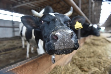 Молочное животноводство Удмуртии приросло на шесть процентов
