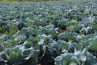 В Алтайском крае выросла урожайность овощей