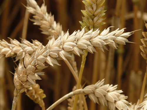 Прогноз экспорта зерновых  нового урожая из России: аналитики международного Совета по зерну снижают  прогноз до 42,6 миллиона тонн зерновых