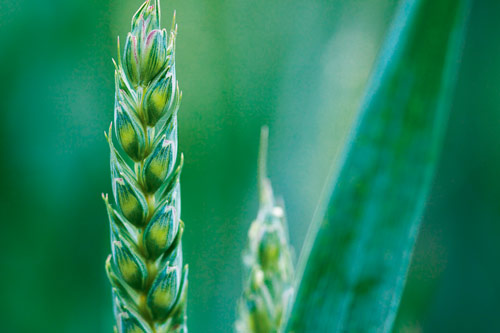 Электрофизические способы  предпосевной обработки  семян зерновых культур
