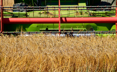 Зерно твердой пшеницы: технология производства и хранения