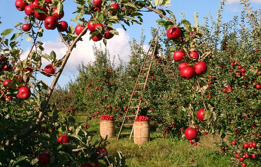 В Самарской области развивается производство плодов и ягод