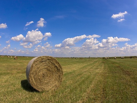 В Новосибирской области профицит зерна составит 800 тыс. т