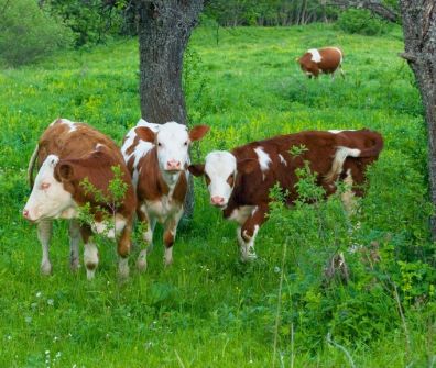 В Алтайском крае растут объемы производства молока и мяса