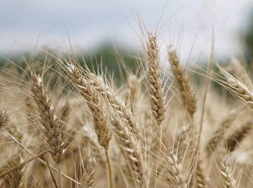 Мировой рынок пшеницы,  муки и продуктов перемола: оценки баланса относительно стабильны