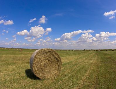 В районах Саратовской области набирает темпы уборка урожая