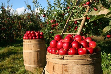 В Самарской области предприятие увеличило производство яблок