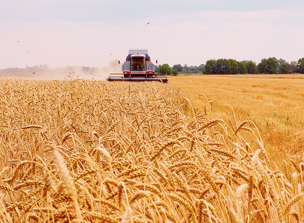 Сезонные прогнозы производства, экспорта и конечных запасов российской пшеницы аналитиками увеличены