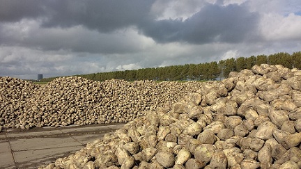 В Татарстане завершена уборка сахарной свёклы