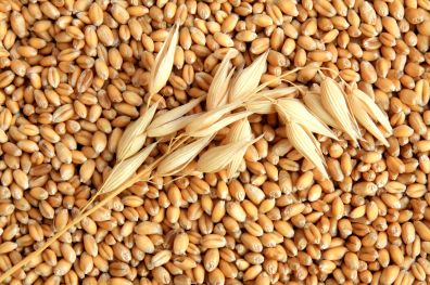 Рост цен на зерно продолжился в Поволжье и Сибири