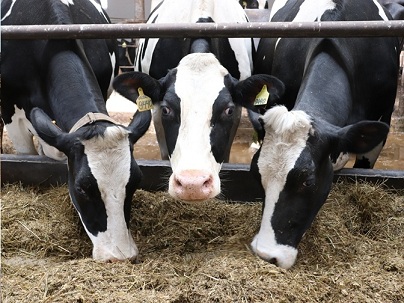 Удмуртия удвоит темпы роста молочного животноводства