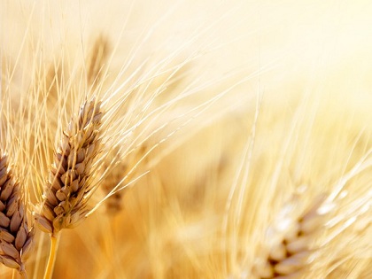 В Башкирии хотят увеличить производство зерна до 4 млн т