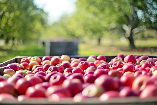 Минсельхоз прогнозирует рекордный урожай плодов и ягод в 2019 году