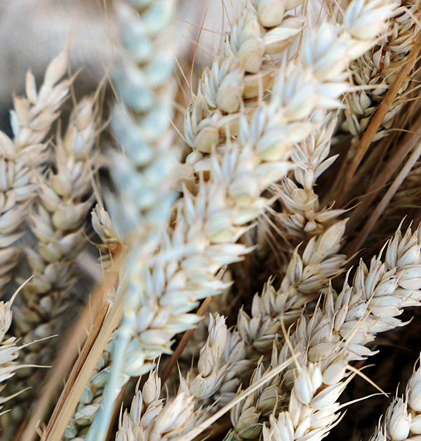 Технология выращивания,  очистки и хранения  высокобелковой пшеницы