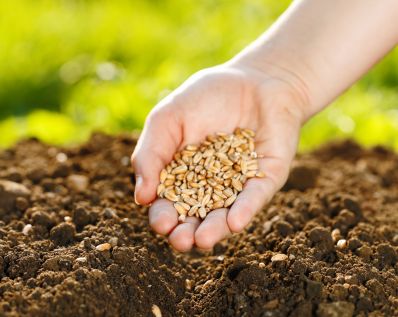 В Оренбуржье более 99% семян яровых зерновых – отечественные