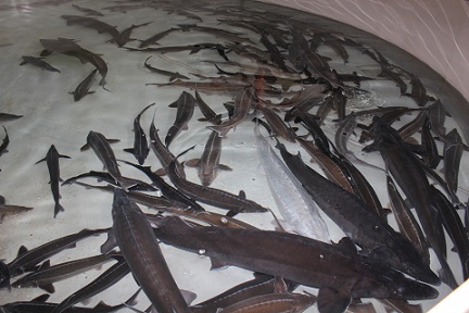 В Нижегородской области растет производство осетровых рыб