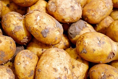 В 2019 году в России увеличился урожай картофеля