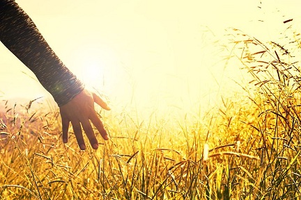 Качество российской пшеницы удовлетворяет запросам рынка