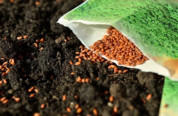 Минсельхоз призвал увеличить использование отечественных семян