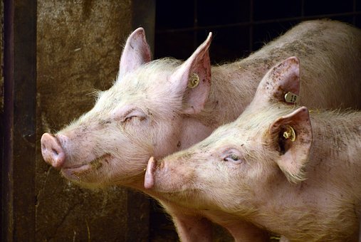 Башкирия поставляет племенных свиней в Казахстан