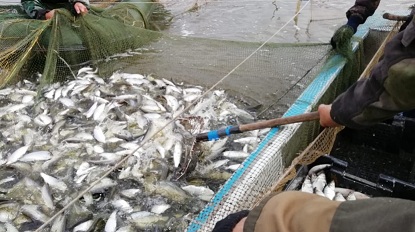 В Новосибирской области повысят рыбопродуктивность озер