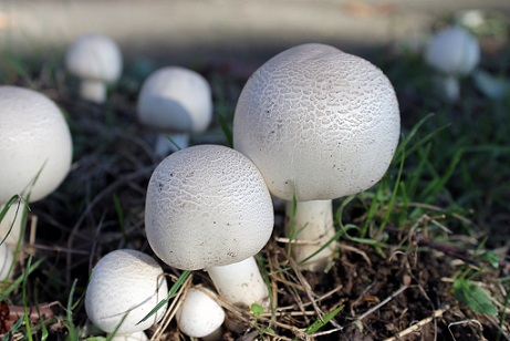 В Курганской области может появиться грибоводческий комплекс
