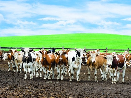 Поголовье коров в хозяйствах всех категорий выросло на 0,3%