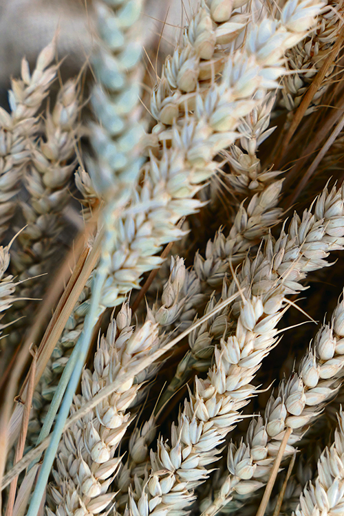 Прогнозы производства и экспорта пшеницы – оптимистичные