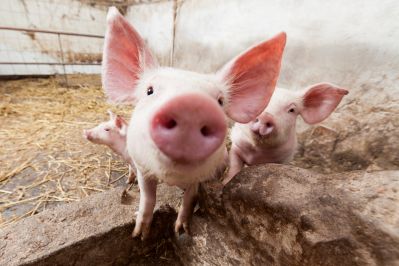 В Челябинске обсудили вопросы профилактики африканской чумы свиней