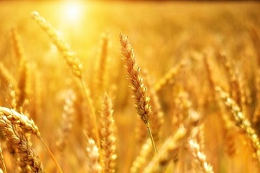 Россия экспортировала 39,4 млн тонн зерна в 2019 году