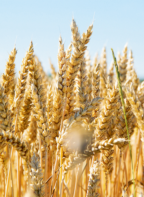Пшеницы в мире станет меньше?